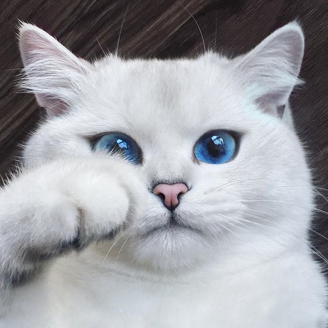 A KITTEN IS CUTE!!!