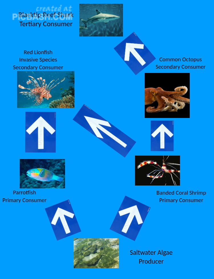 Food Web